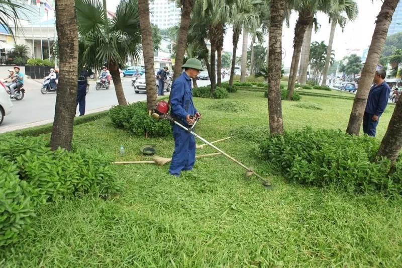 Công ty TNHH TM DV XANH 24H duy trì cây xanh