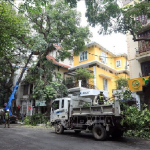 Lợi Ích Công Việc Tỉa Cây Định Kỳ