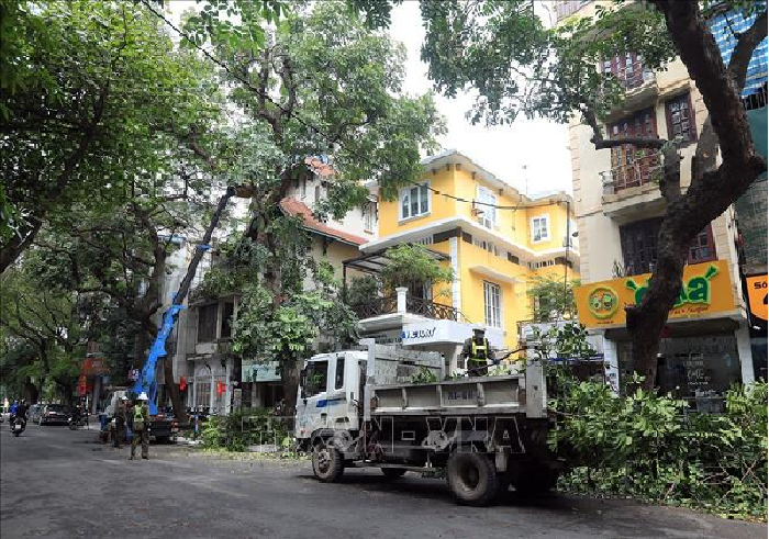 Dịch Vụ Chặt Cây Gần Nhà, Cắt Tỉa Cây Lớn