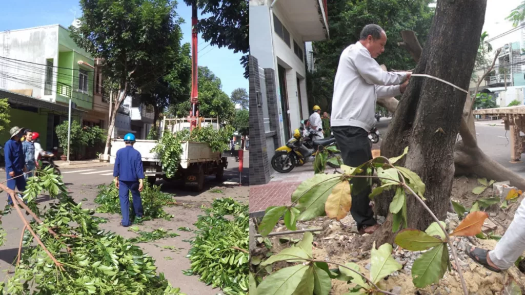 Dịch Vụ Cưa Cây Quận 2, Quận 4, Quận 9, Bình Thạnh