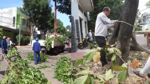 Dịch Vụ Cưa Cây Quận 2, Quận 4, Quận 9, Bình Thạnh