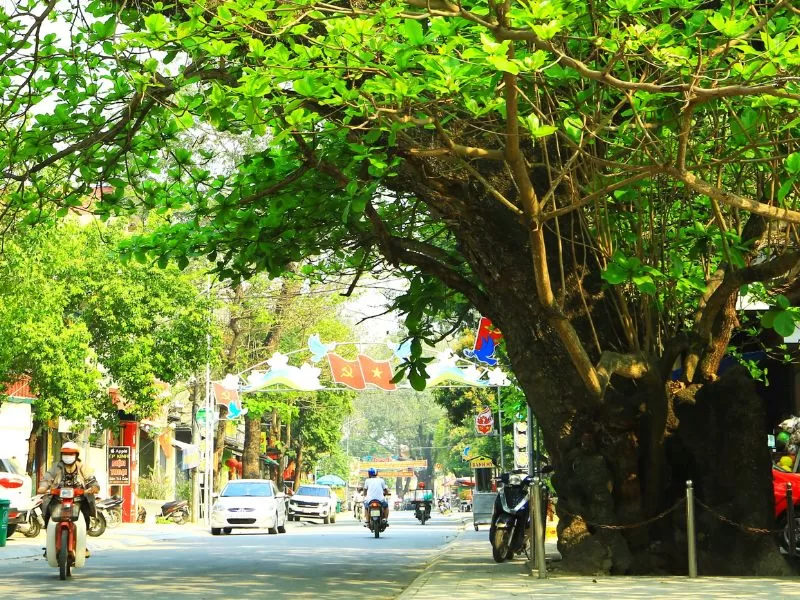 Dịch Vụ Cắt Tỉa Cây Xanh Tại TPHCM Uy Tín 15/03/2026 Dịch Vụ Cắt Tỉa Cây Xanh Tại TPHCM