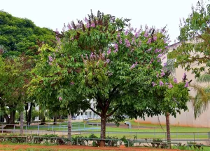 Duy Trì Cảnh Quan Xanh Bền Vững Trong Đô Thị