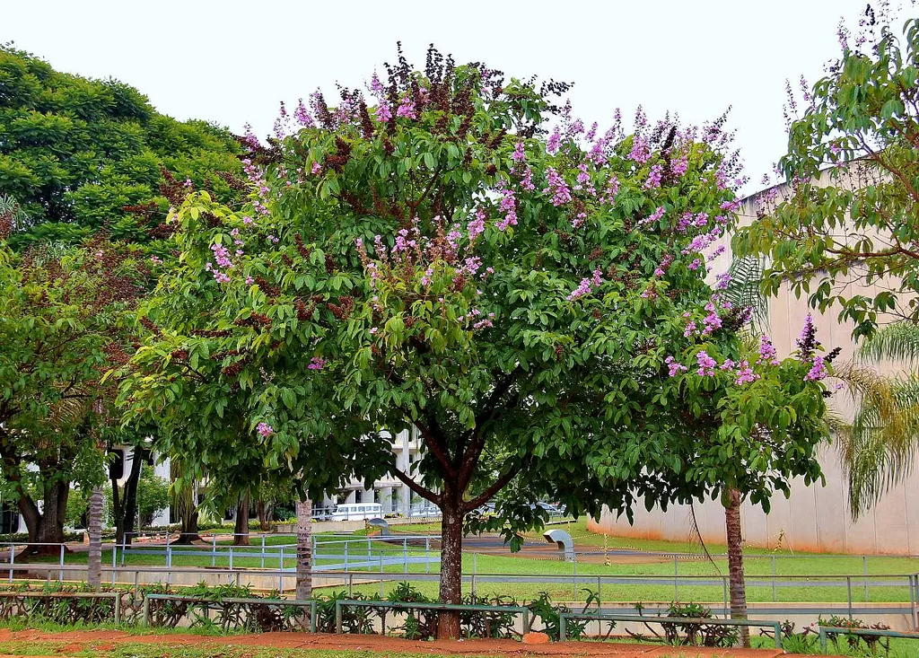 Công ty TNHH TM DV XANH 24H các loại cây đô thị