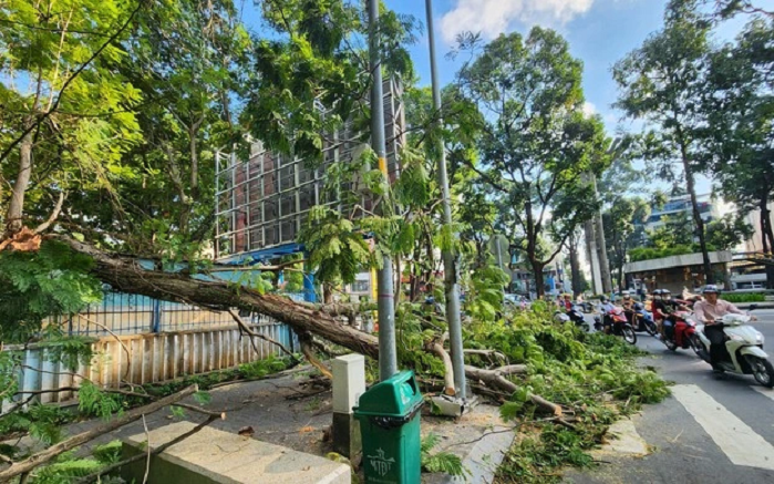 Duy Trì Cảnh Quan Xanh Cắt Tỉa Và Dọn Cây Theo Mùa 22/03/2026 Duy Trì Cảnh Quan Xanh Bền Vững Trong Đô Thị