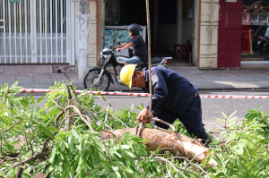 Dịch Vụ Cưa Cây Rẻ, An Toàn Tại Khu Vực Hồ Chí Minh