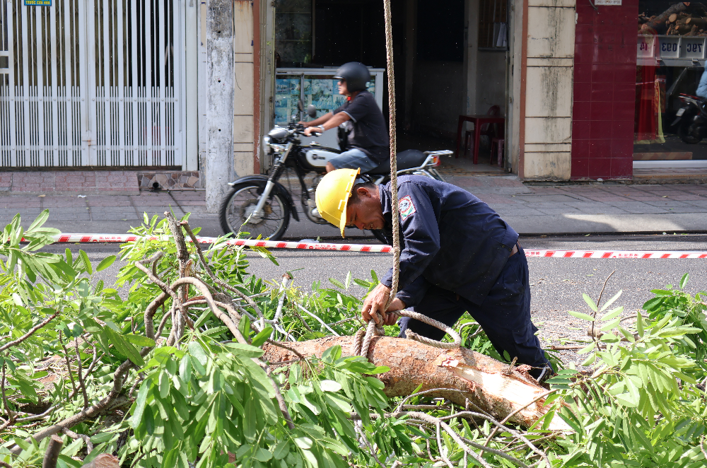 Dịch Vụ Cưa Cây Rẻ, An Toàn Tại Khu Vực Hồ Chí Minh