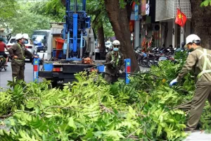 Dịch Vụ Cắt Tỉa Cây Xanh Tại TPHCM Uy Tín