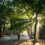 Duy Trì Cảnh Quan Xanh Cắt Tỉa Và Dọn Cây Theo Mùa