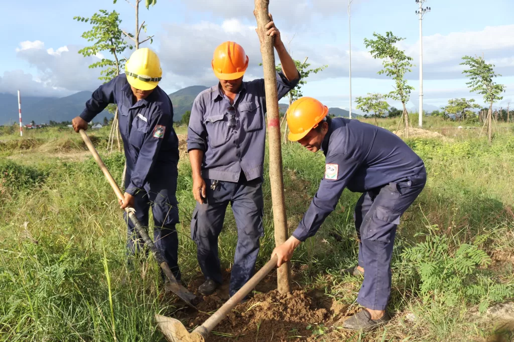 Cưa Cây, Cắt Tỉa Và Dọn Cây Xanh Toàn Diện