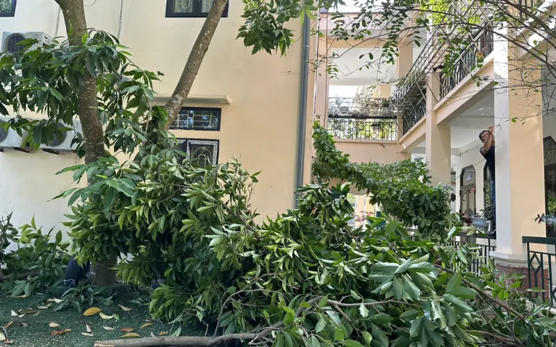 Cắt tỉa và dọn cành cây lớn sát nhà ở tại TP.HCM