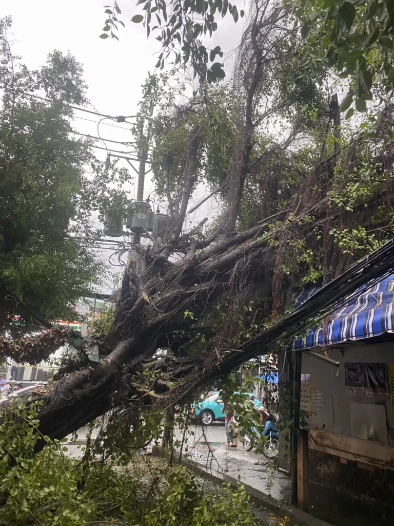 Cây lớn gãy đổ đè lên công trình cần cưa hạ khẩn cấp