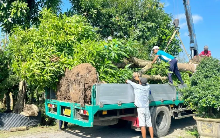 Di dời cây xanh lớn nguyên bầu lên xe tải để vận chuyển