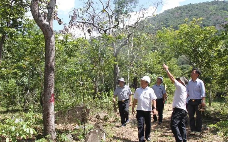 Khảo sát cây xanh tại hiện trường trước khi báo giá