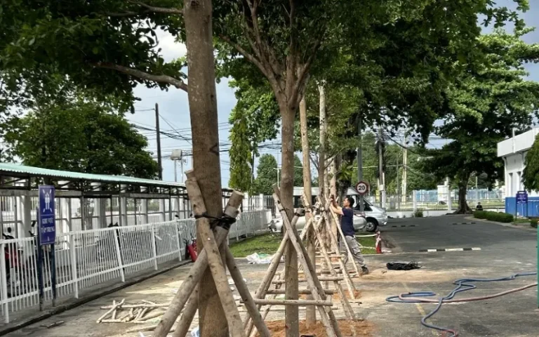 Cây bóng mát mới trồng được chống đỡ bằng cọc dọc lối đi