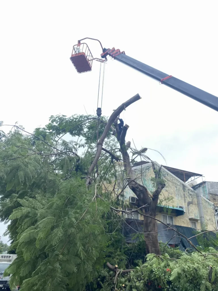 Xe cẩu nâng người cắt tỉa cây cao sát tòa nhà